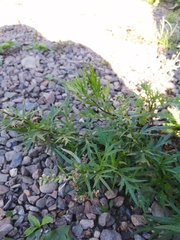 Artemisia vulgaris