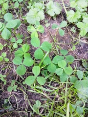 Trifolium repens
