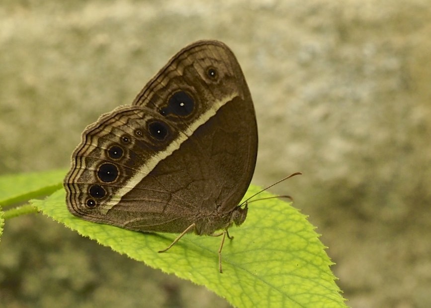 Tamil Bushbrown