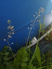 Capsella bursa-pastoris