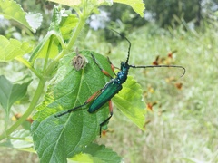 Plinthocoelium suaveolens