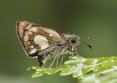 Dalla