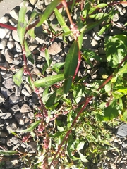 Persicaria