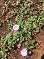 Convolvulus erubescens