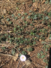 Convolvulus erubescens