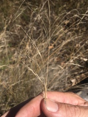 Aristida acuta