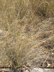 Aristida acuta