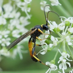 Cosmoconus nigriventris