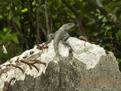 Ctenosaura acanthura