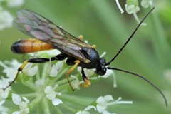 Cosmoconus nigriventris
