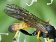 Cosmoconus nigriventris