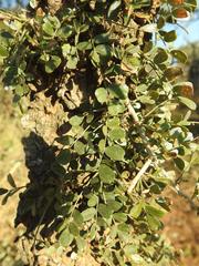 Ormocarpum trichocarpum