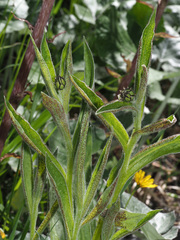 Puccinia montana