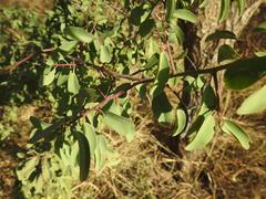Ximenia americana microphylla