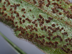 Puccinia montana