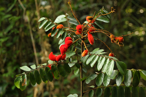 Cnestis ferruginea