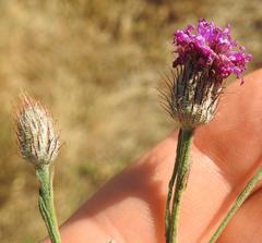 Parapolydora fastigiata