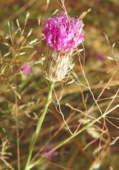 Parapolydora fastigiata