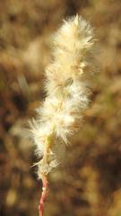 Cyphocarpa angustifolia