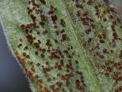 Puccinia montana