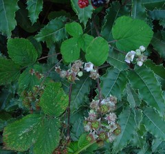 Rubus robiae
