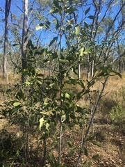 Psydrax oleifolia