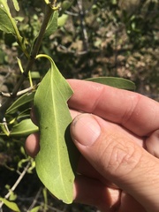 Psydrax oleifolia