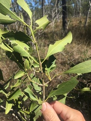Psydrax oleifolia