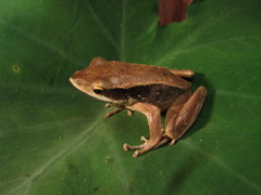 Malay Pointed-Snout Frog photo 3