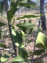 Psydrax oleifolia