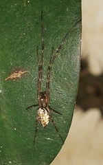 Tylorida