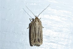 Agonopterix umbellana