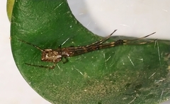 Tylorida