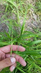 Rottboellia cochinchinensis
