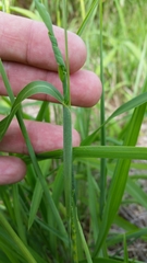 Rottboellia cochinchinensis