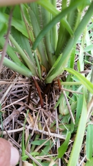 Rottboellia cochinchinensis