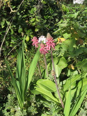 Veltheimia bracteata