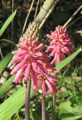Veltheimia bracteata