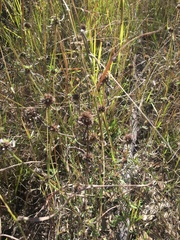 Spermacoce brachystema