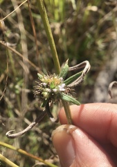 Spermacoce brachystema