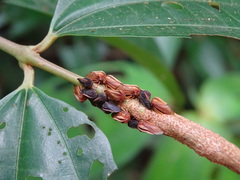 Erechtia nigrovittata