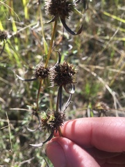 Spermacoce brachystema