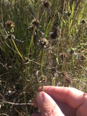 Spermacoce brachystema