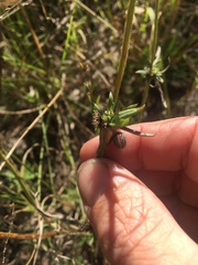 Spermacoce brachystema