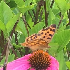 Polygonia c-aureum