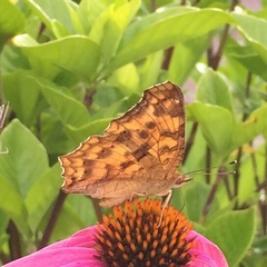 Polygonia c-aureum
