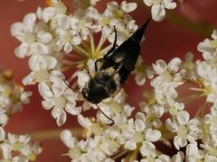 Variimorda villosa