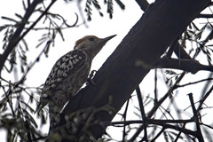 Leiopicus mahrattensis