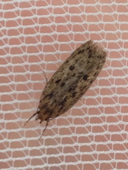 Hofmannophila pseudospretella