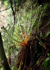 Polystichum speciosissimum